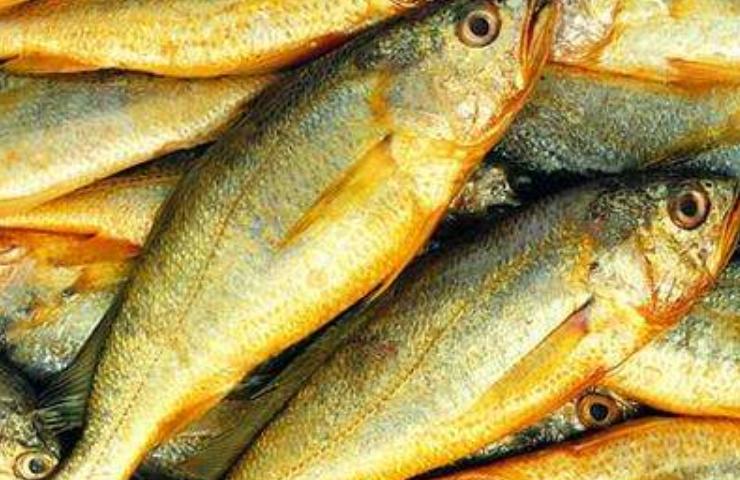 夏天吃什么海鱼最好吃,哪些海鱼好吃又便宜又好养