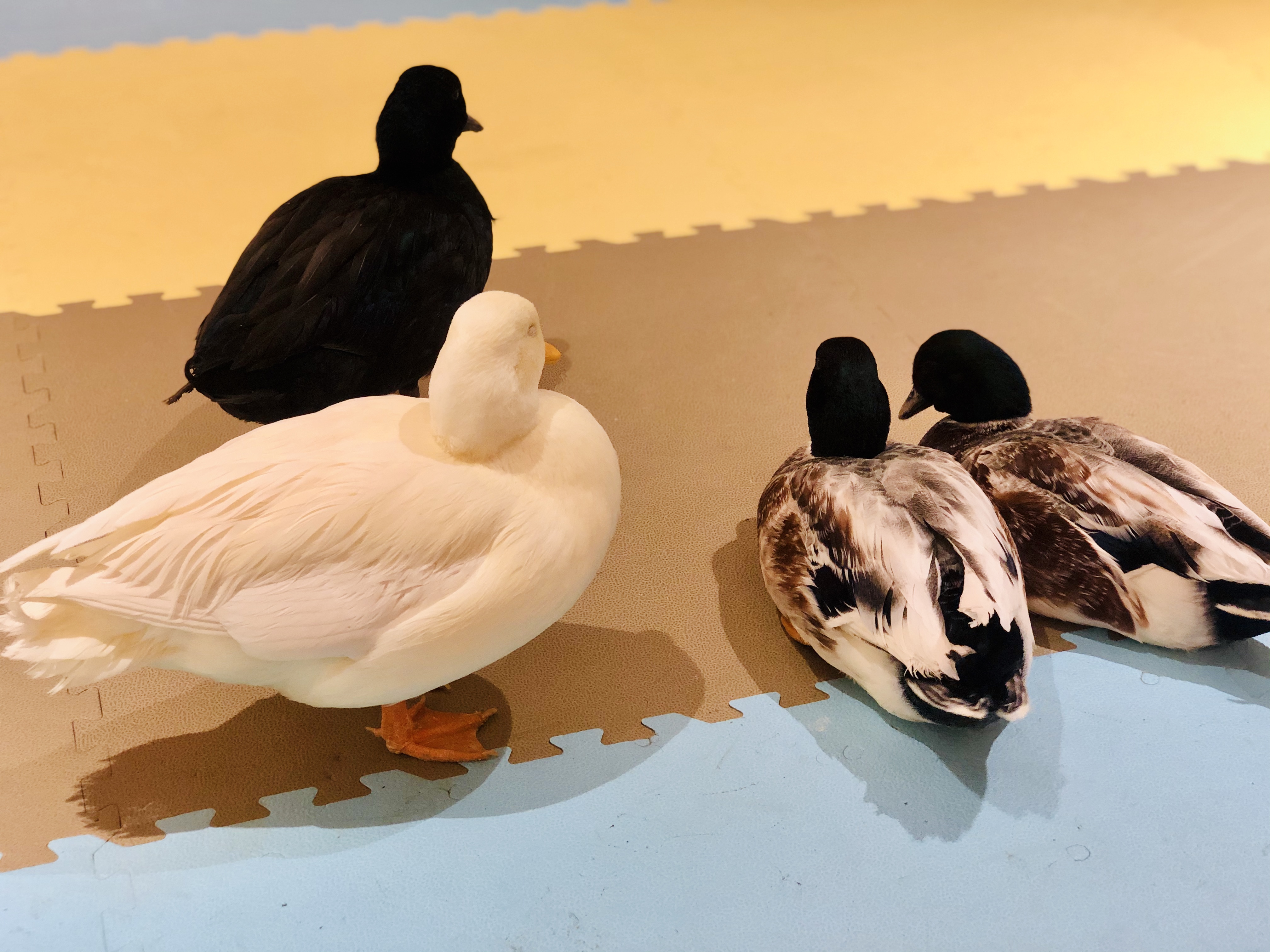 撸动物的网红店顺德,撸小动物的网红店北京世纪金源