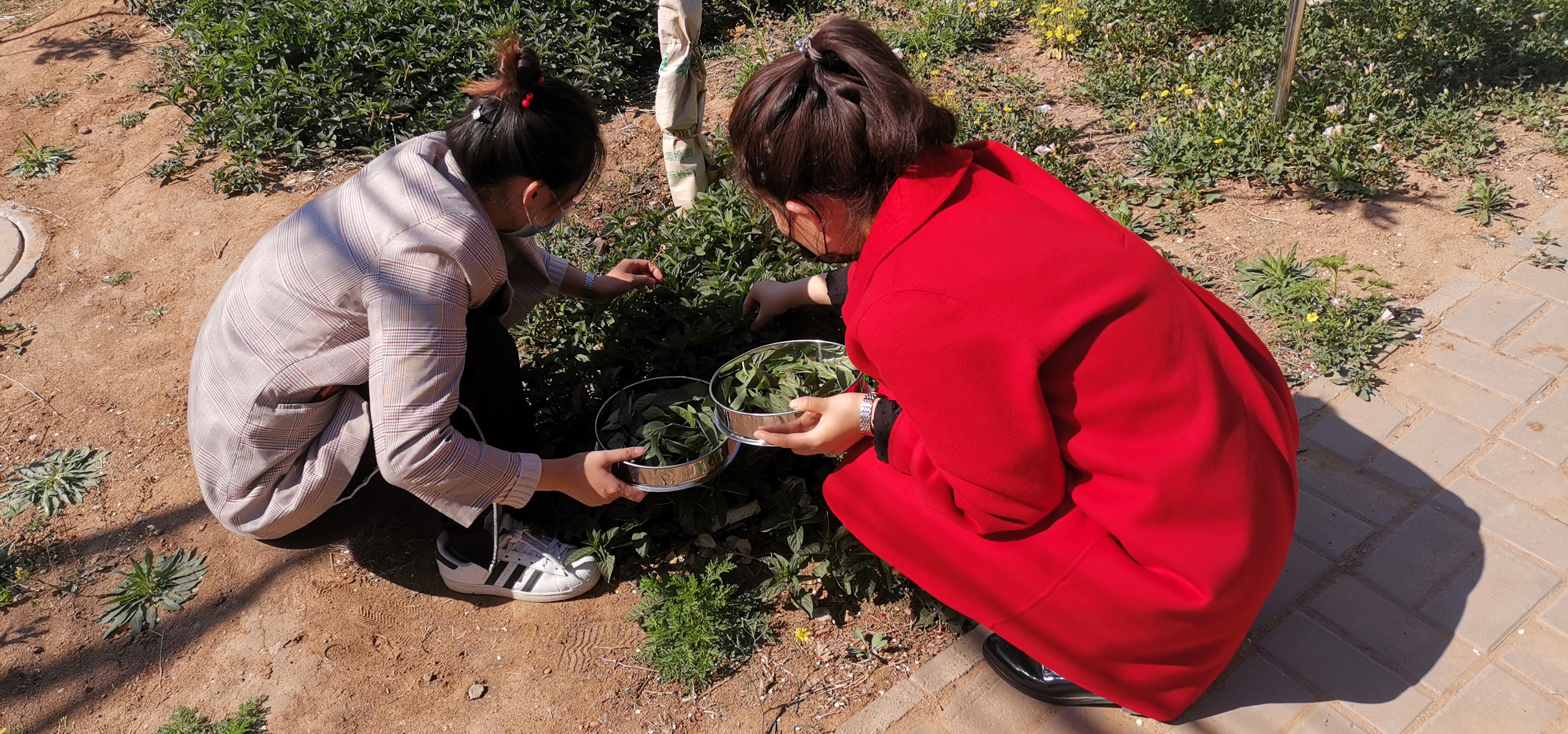 逸夫小学劳动教育实践活动,小学劳动教育教研活动记录