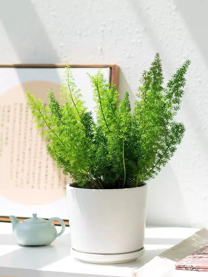 94种常见唯美观叶植物,会开花的绿色硬叶植物