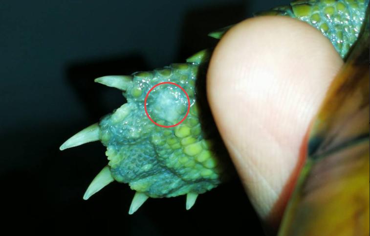 水龟腐皮症状,水龟腐皮腐甲怎么治疗