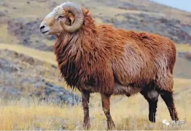 什么品种的羊最可爱最好养,汇集全国最好的羊