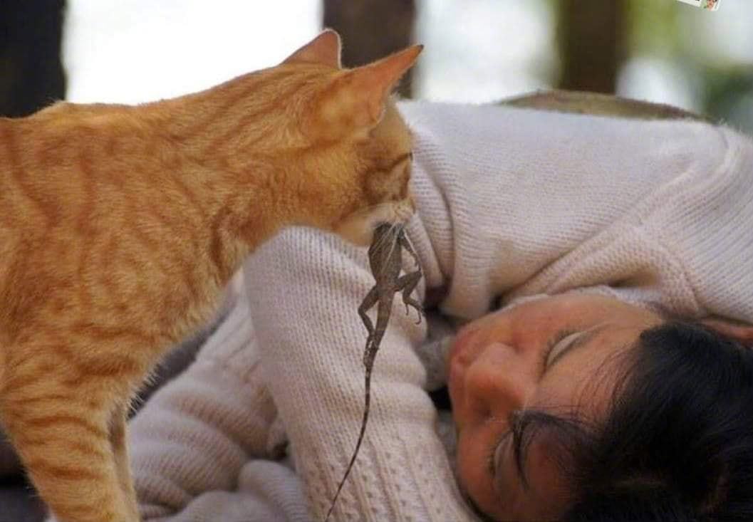 最会抓老鼠的猫是什么品种的猫,盘点十大最会抓老鼠的猫咪品种