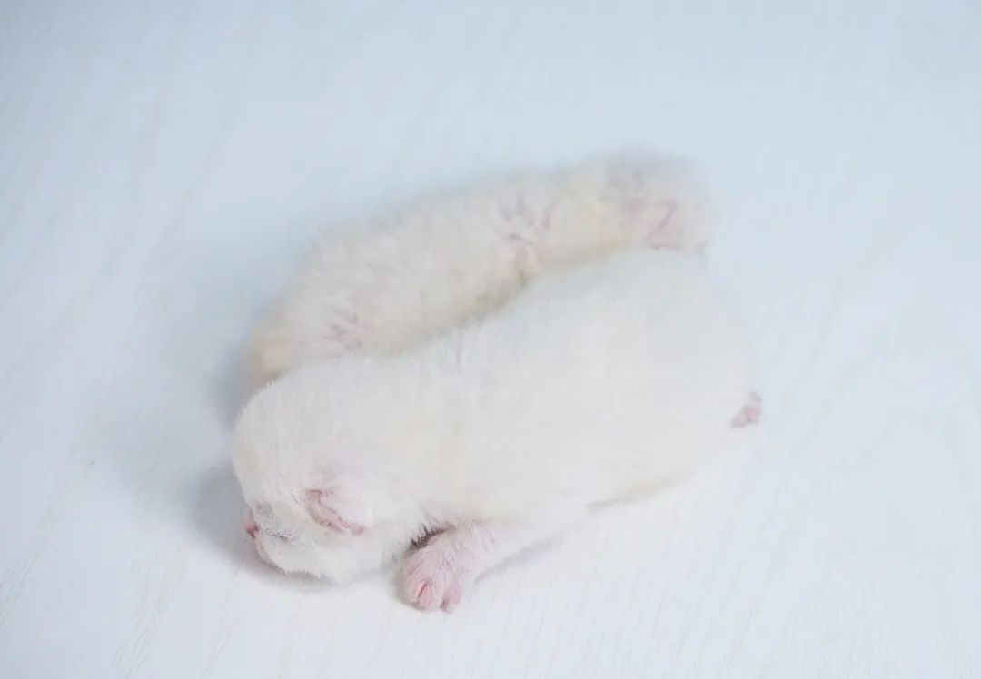 奶猫1个月怎么补奶,奶猫必备营养