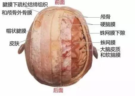 面神经分布图片大全,怎么记住面神经分布