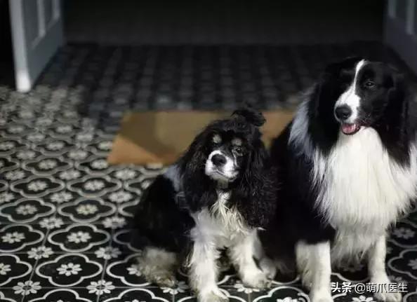 上海可带宠物入住的酒店推荐,怎么选宠物友好酒店房间