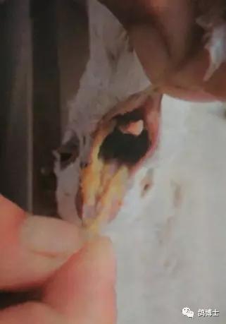 鸽子毛滴虫的克星草药,鸽子的毛滴虫治疗方法