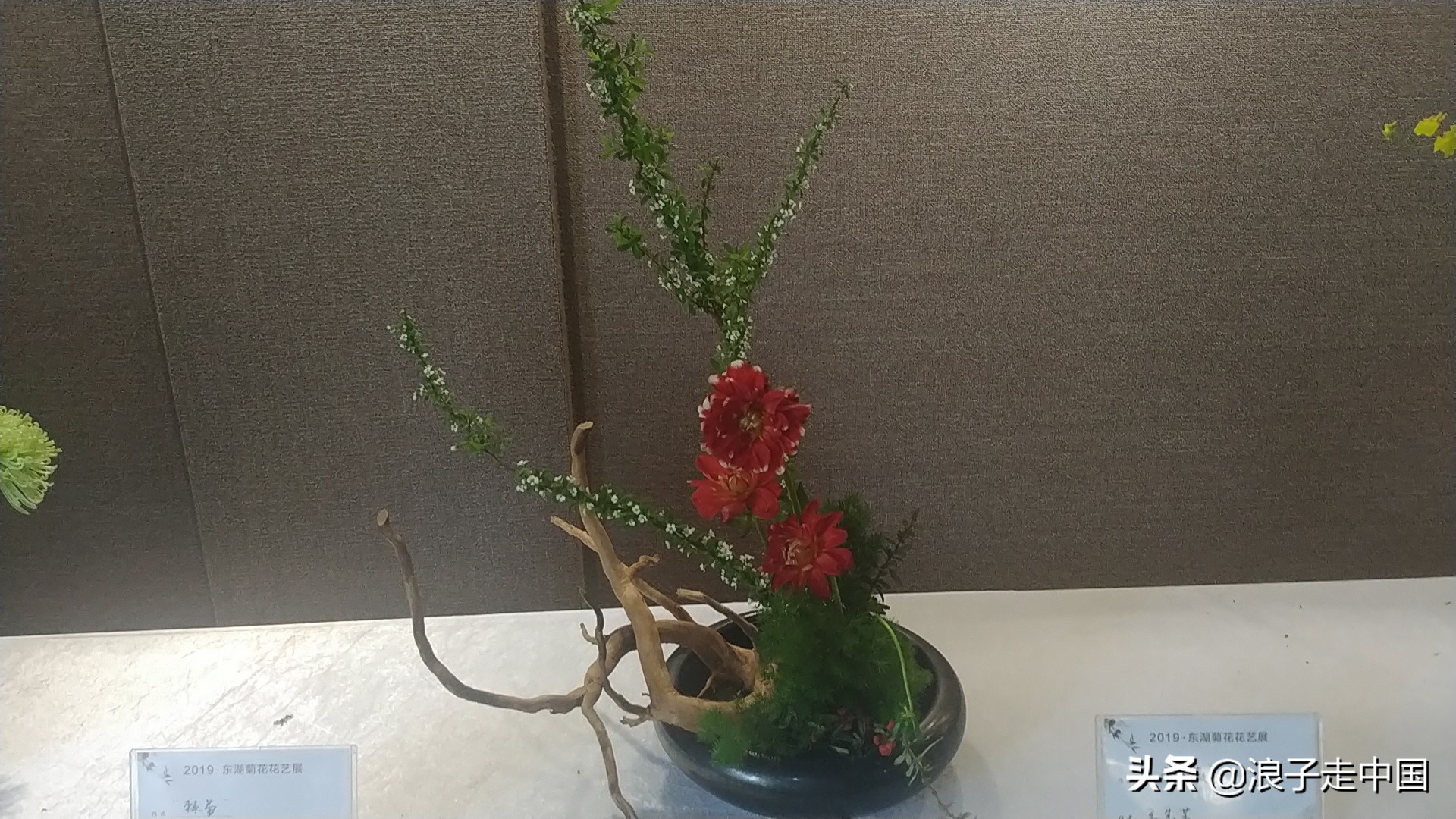 深圳的东湖公园的菊花展漂亮极了,深圳东湖公园赏菊花展