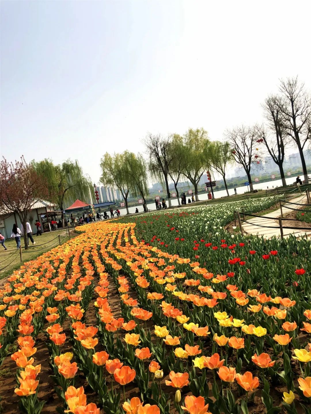 郁金香花海太美了,咸阳湖畔郁金香花海