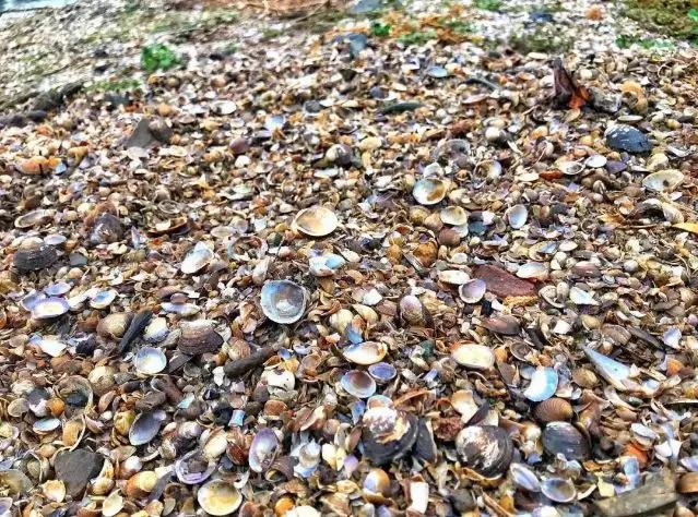 无锡甘露青鱼最新消息,无锡甘露青鱼真空包装