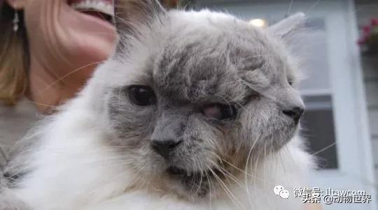 世界各国国宝级动物,世界各地的名贵动物