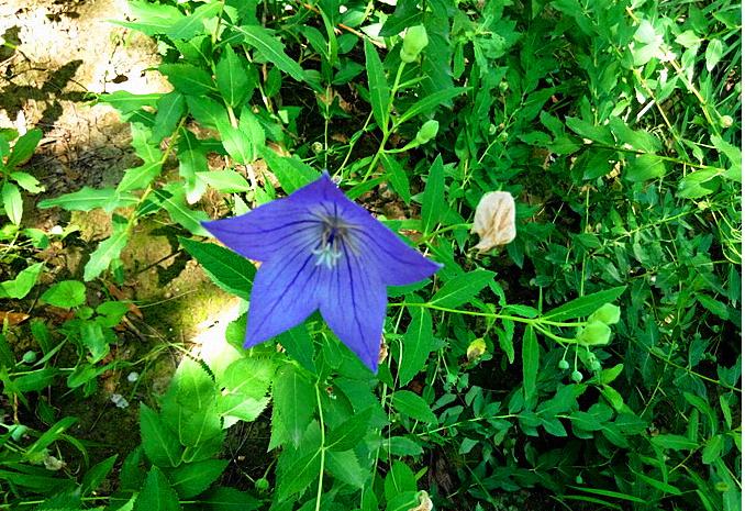 阜阳一7万人的小镇,靠种植桔梗发家致富,现已位列全国名镇榜单