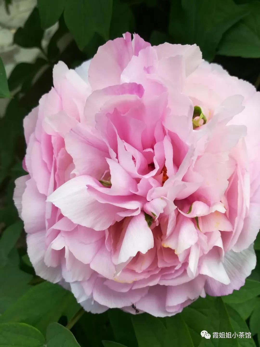 怒放的生命完整版,怒放的生命女声完整版