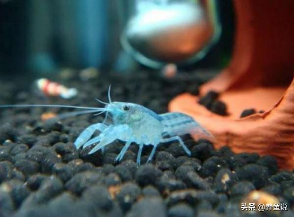 美系稀有鳌虾侏儒恶魔鳌虾,新手养观赏鳌虾