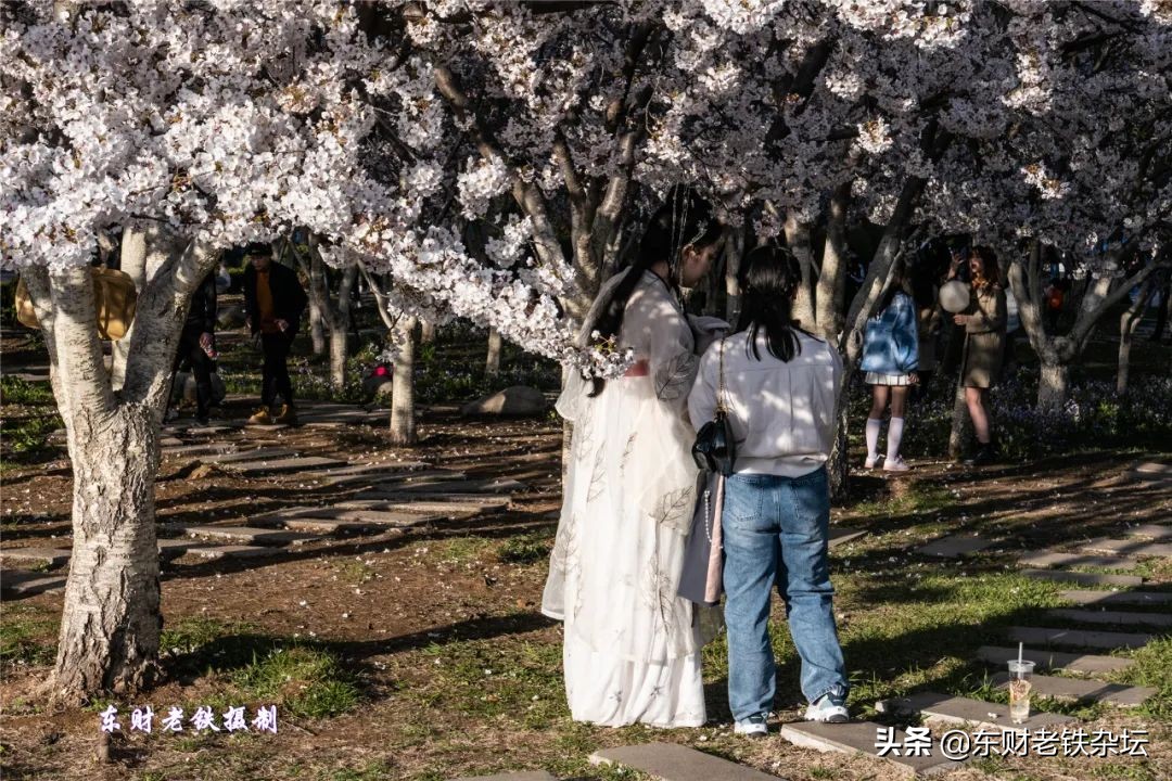 网红美景,网红一棵树樱花园