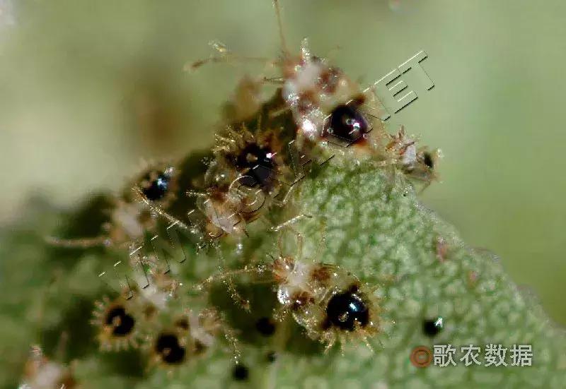 樱桃常见虫害有哪些,樱桃虫害最佳防治方法