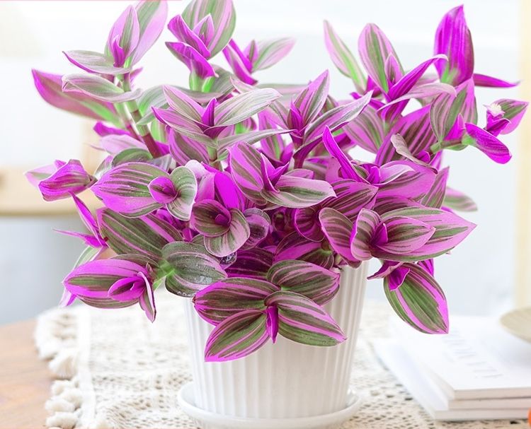 养了很多花只有绿萝最好养,绿萝养死还能养什么花