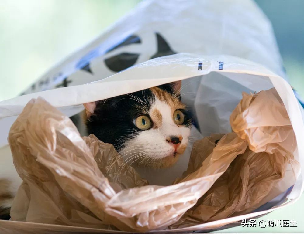 猫咪喜欢在塑料袋尿尿,猫咪吃塑料袋什么原因