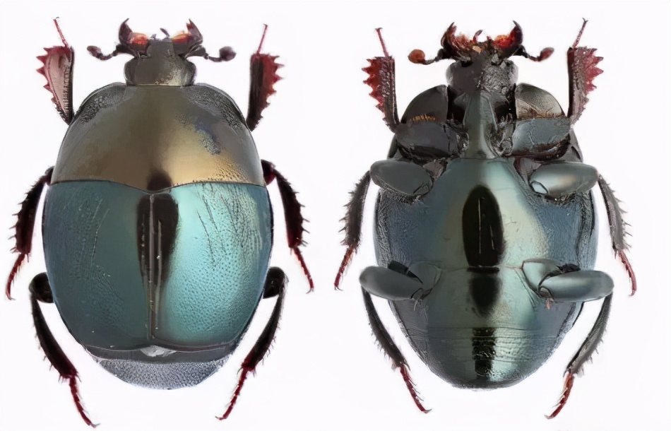 苍蝇的天敌和食物,苍蝇以粪便为食