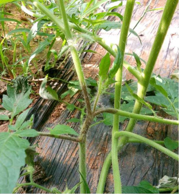 番茄茎部发黑防治的最佳方法,番茄主干发黑叶片黑点是什么病