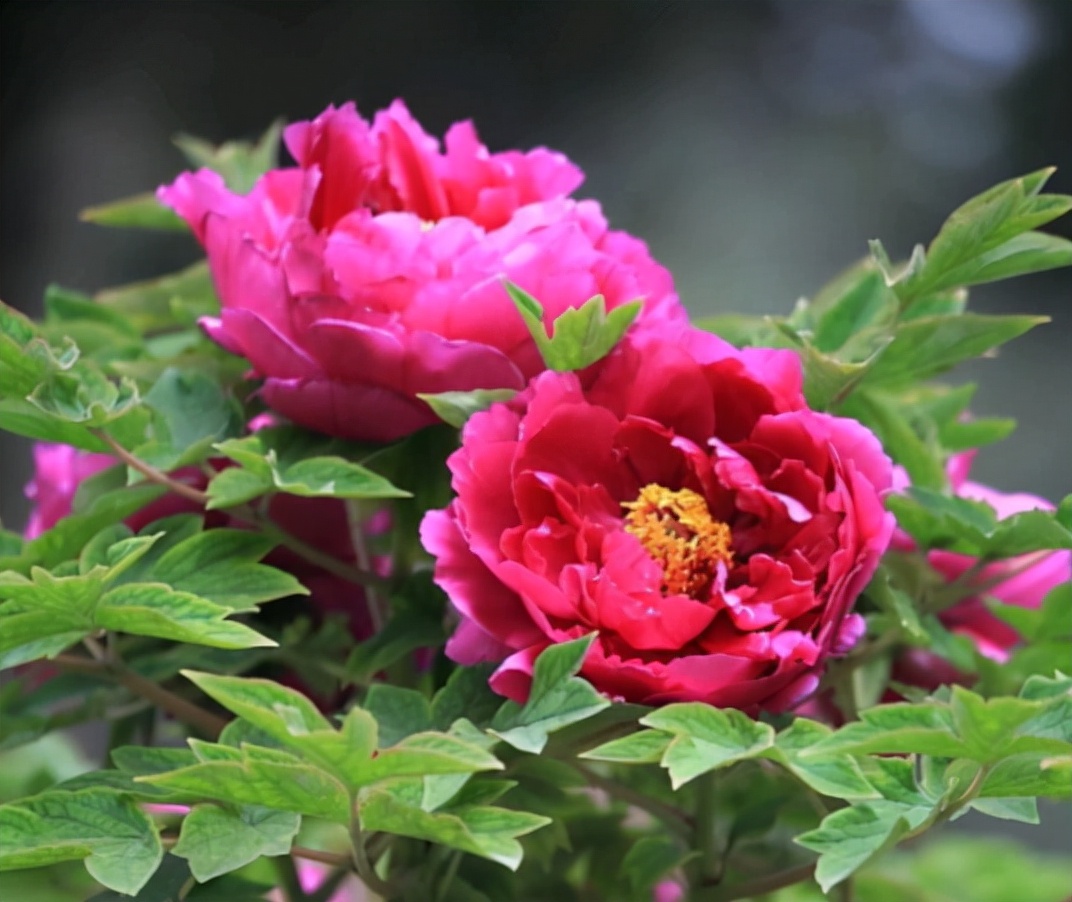 新到的牡丹树怎么栽种,种了几年的牡丹怎么移栽