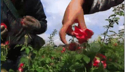 嘴唇不再干燥起皮温和润唇,秋冬唇干燥起皮