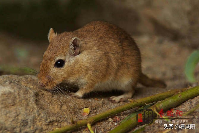 2020年出血热高发？——快来看看医生怎么说。