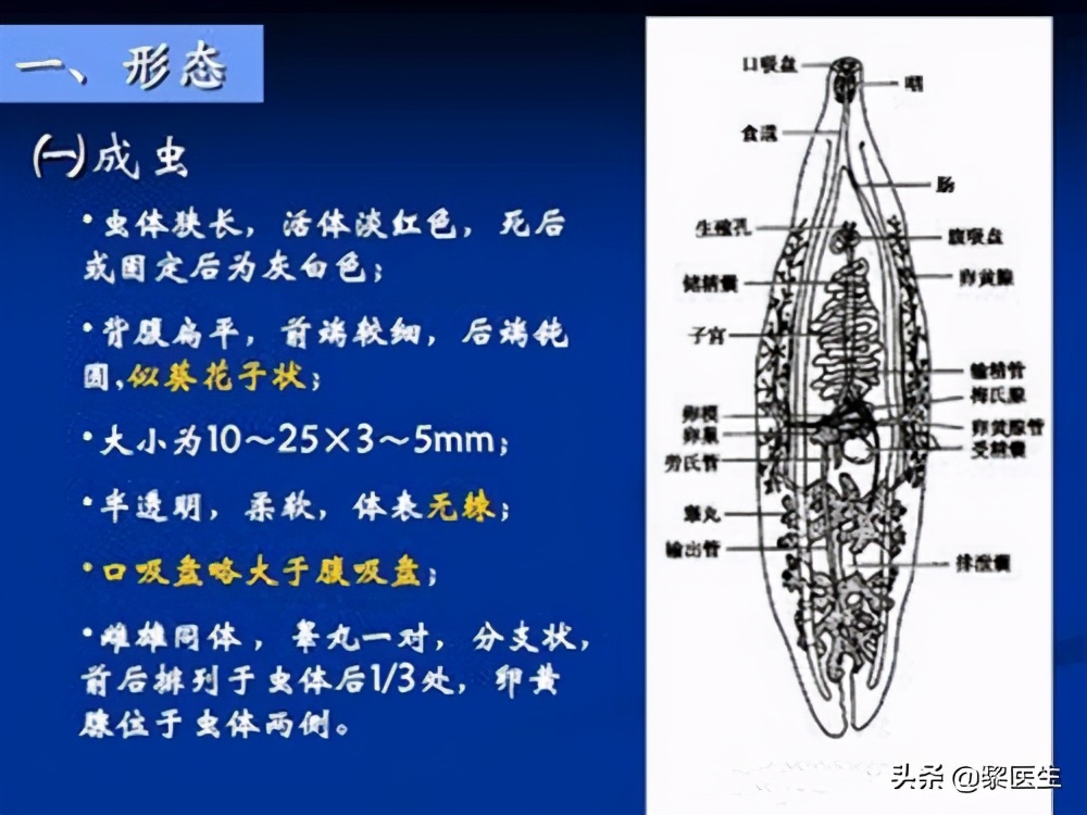 得了肝吸虫病有什么症状吗,肝吸虫感染有什么征兆