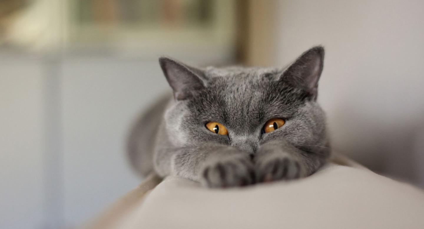 猫咪也有抑郁症吗,猫咪也有什么烦恼呢