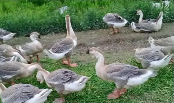 冬天养鹅的技巧和方法,冬天养鹅注意事项和禁忌