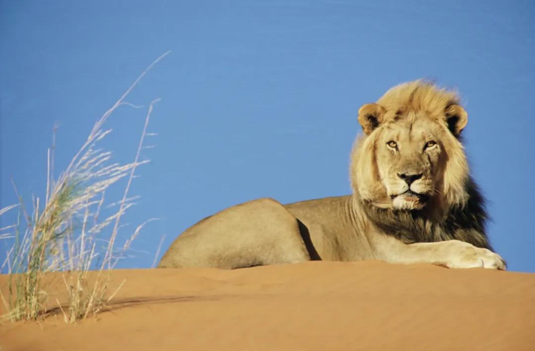 读完这24种动物描写，恨不得穿过屏幕抱抱它们