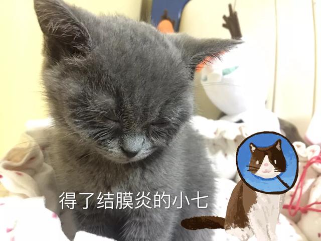猫咪结膜炎猫鼻支会传染人吗,猫咪得了结膜炎不爱活动没精神