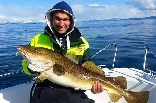 银鳕鱼和油鳕鱼有何区别,银鳕鱼和鳕鱼的营养区别