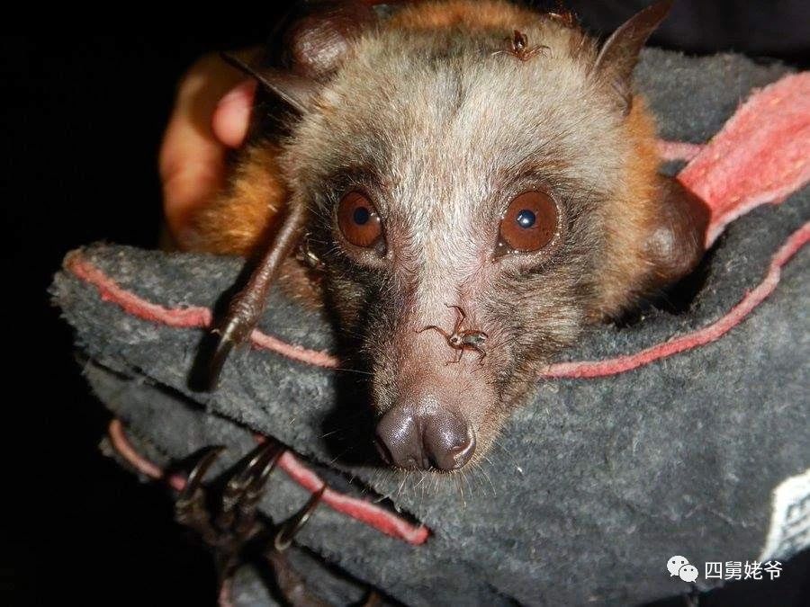 蛛蝇NycteribiaStylidiopsis