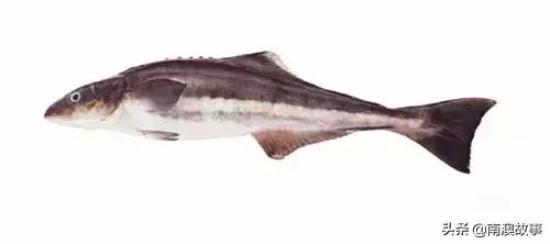 潮汕热销海鲜品种,潮汕常见的海鲜大全