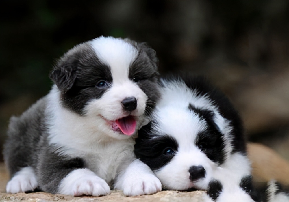 边牧多少钱一只陨石边牧,两只眼睛不一样的边牧值多少钱