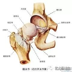 胯松开了，原来是这个样子