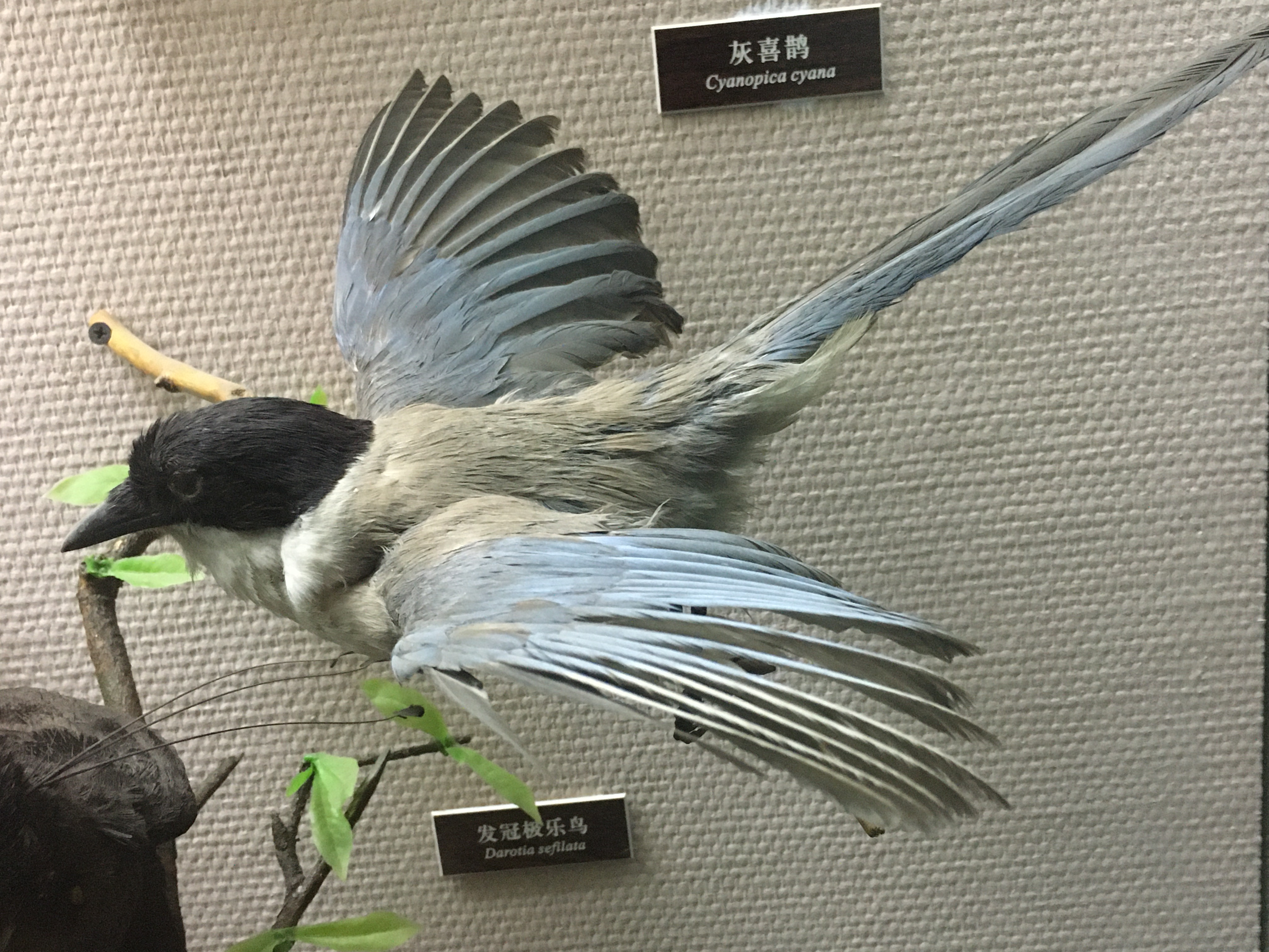 趣谈成语学科学（1）鸠占鹊巢识杜鹃