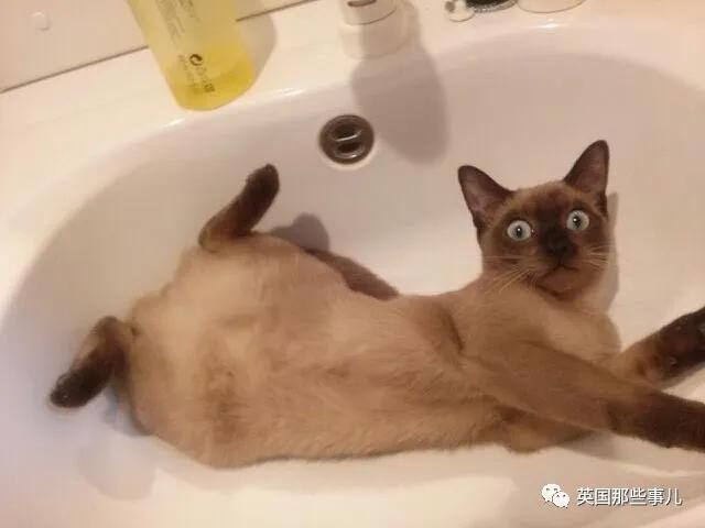 养暹罗猫会得什么病吗,养暹罗猫就像开盲盒