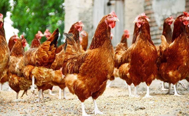 蛋鸡脱肛的原因及解决方法,养鸡如何解决保温