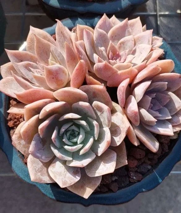 养多肉植物修身养性,多肉的习性和日常养护方法