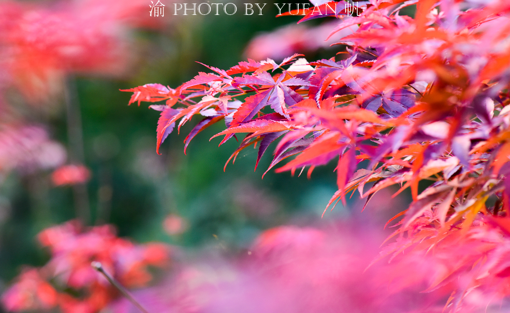 周末去哪儿玩重庆巴南,巴南周末户外带孩子去哪里玩