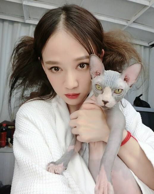 宠物猫真的比田园猫聪明吗,田园猫橘猫聪明还是狸花猫聪明