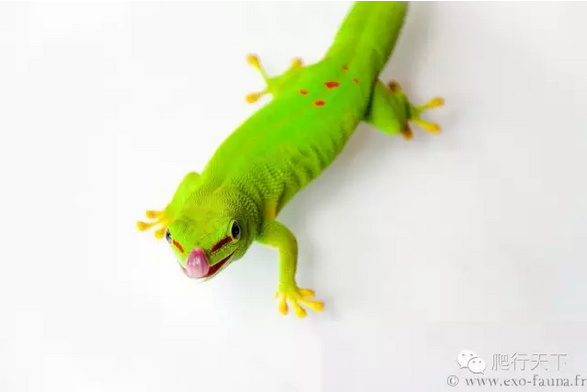 Eublepharismacularius豹纹守宫