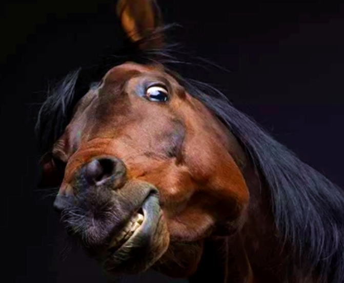 马肉为什么很少有人吃,马肉和骡子肉为啥没人吃