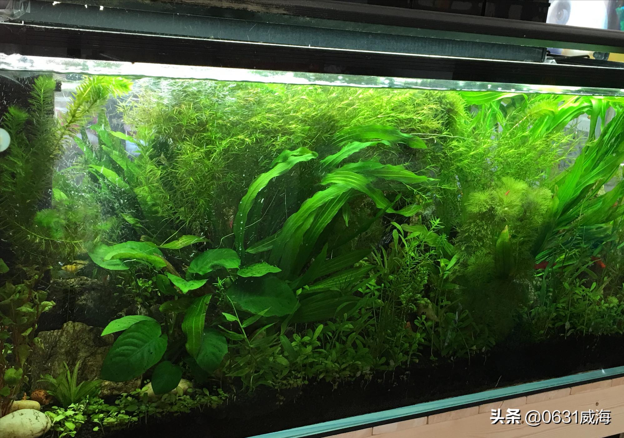 蜈蚣草水草怎么养得漂亮,蜈蚣草的养护方法