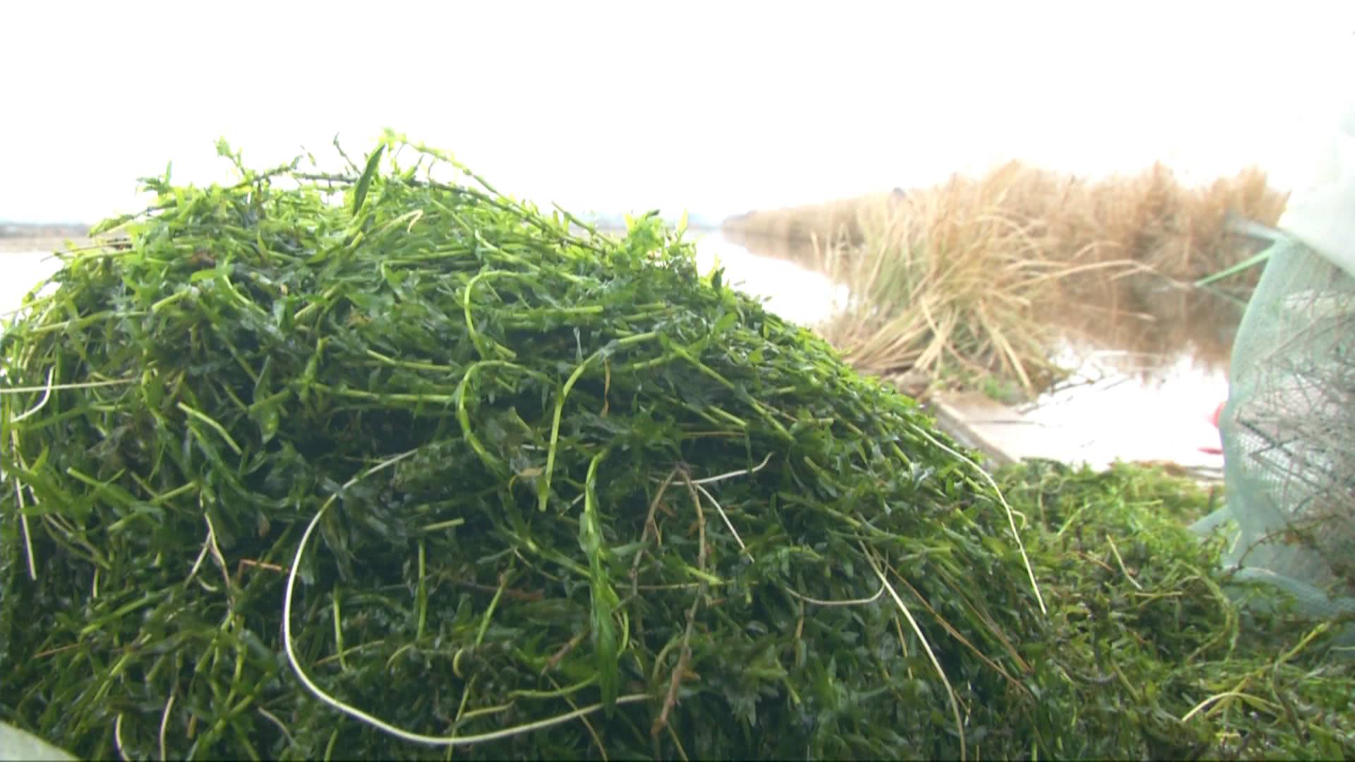 灏忛緳铏剧豢鑹蹭骇涓氶摼,灏忛緳铏惧吇娈栦竴鏉￠緳