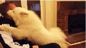 金毛哈士奇萨摩阿拉斯加,哈士奇阿拉斯加萨摩拉雪橇视频