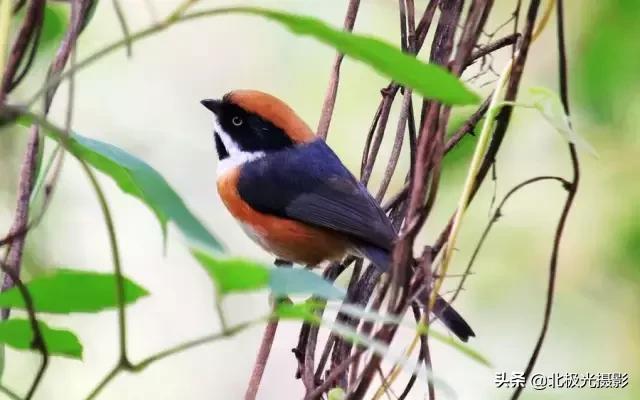 拍夜景鸟的正确方法,拍摄鸟类摄影欣赏