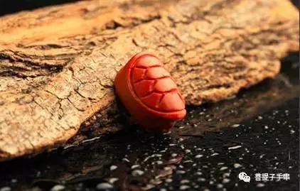 乌龟壳为什么叫富甲天下,小小龟壳富甲天下